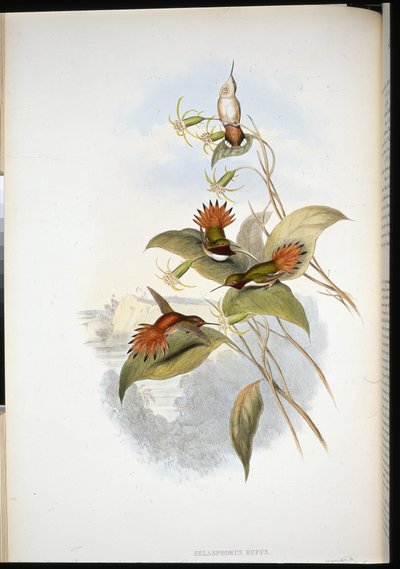 蓝头蓝宝石（eucephala grayi）（手绘石膏画 作者 约翰（继）古尔德