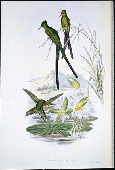 蓝尾精灵(Cynanthus Cyanurus)(手绘平版) 作者 约翰（继）古尔德