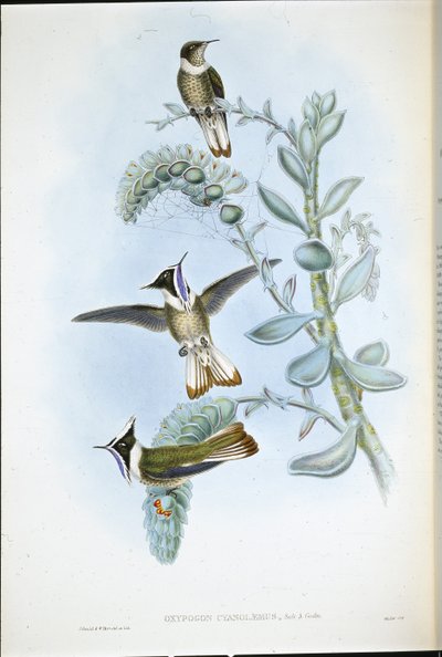 蓝喉鹤顶红(Oxypogon Cyanolaemus)(手绘平版) 作者 约翰（继）古尔德