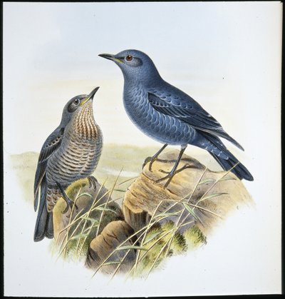 蓝岩画眉（Petrocossyphus Cyanus）（手绘石版画） 作者 约翰（继）古尔德