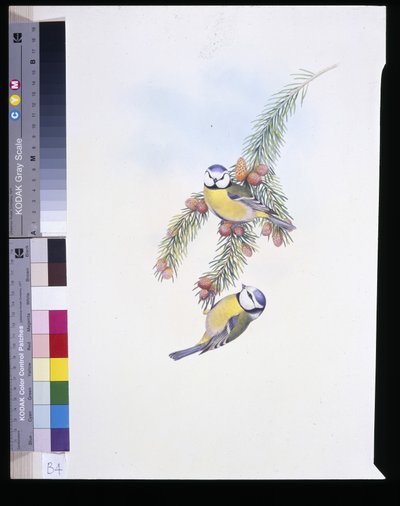 蓝山雀 (Parus Caeruleus)（手绘石版画） 作者 约翰（继）古尔德