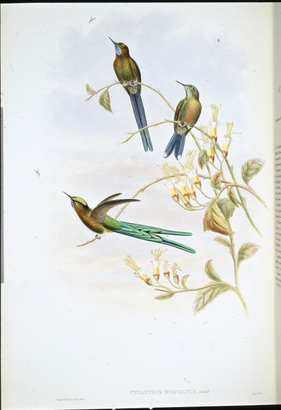 玻利维亚的Sylph(Cynanthus Bolivianus)(手绘平版) 作者 约翰（继）古尔德