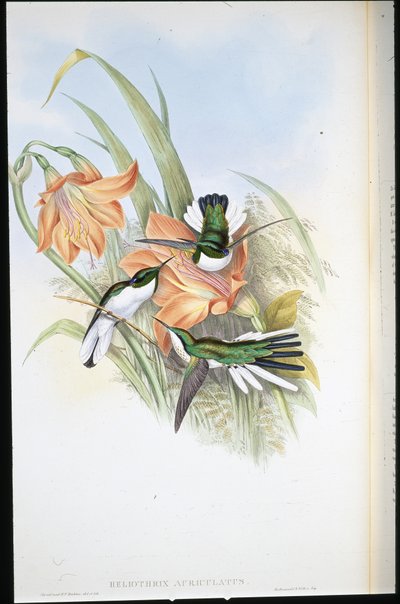 巴西仙子 (Heliothrix Auriculatus)（手绘石版画） 作者 约翰（继）古尔德
