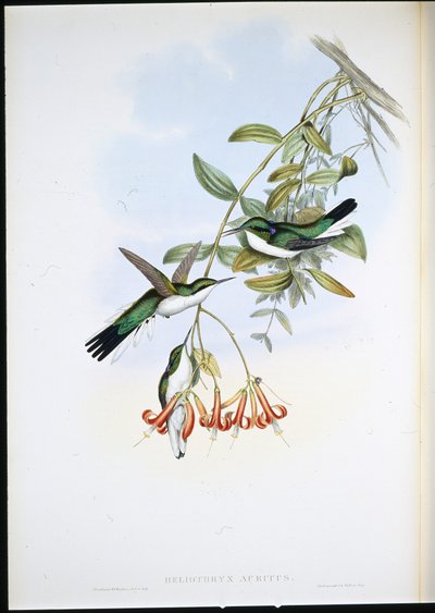 卡伊尼仙子（Heliothryx Auritus）（手绘石版画 作者 约翰（继）古尔德