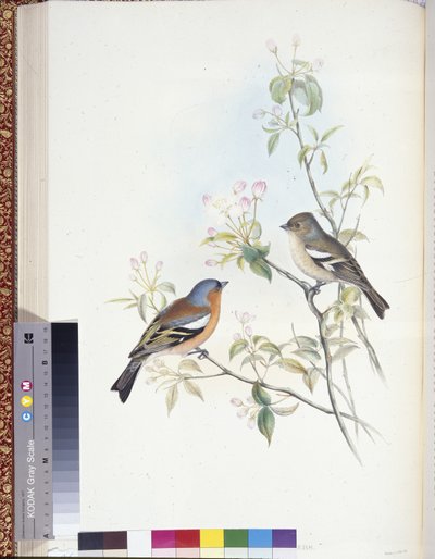 红雀（Fringilla Caelebs）（手绘平版）。 作者 约翰（继）古尔德