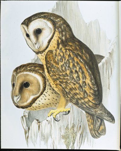 栗面猫头鹰(Strix Castanops)(手绘平版) 作者 约翰（继）古尔德