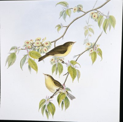 Chiff-Chaff (Phyllopneuste Rufa) (手绘版) 作者 约翰（继）古尔德