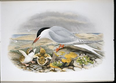 燕鸥(Stera Hirundo)(手绘平版) 作者 约翰（继）古尔德