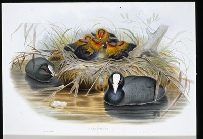 鹦鹉(Fulica Atra)(手绘平版) 作者 约翰（继）古尔德