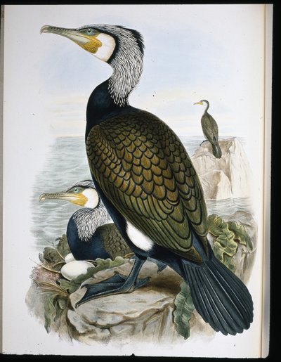 鸬鹚（Phalacrocorax Carbo）（手绘石版）。 作者 约翰（继）古尔德