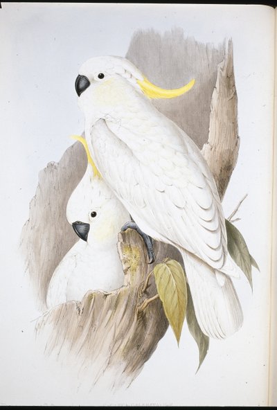 凤头鹦鹉(Cacatua Galerita)(手绘平版) 作者 约翰（继）古尔德
