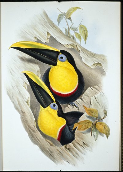 可疑途鸟（Ramphastos Ambiguus）（手绘平版）。 作者 约翰（继）古尔德