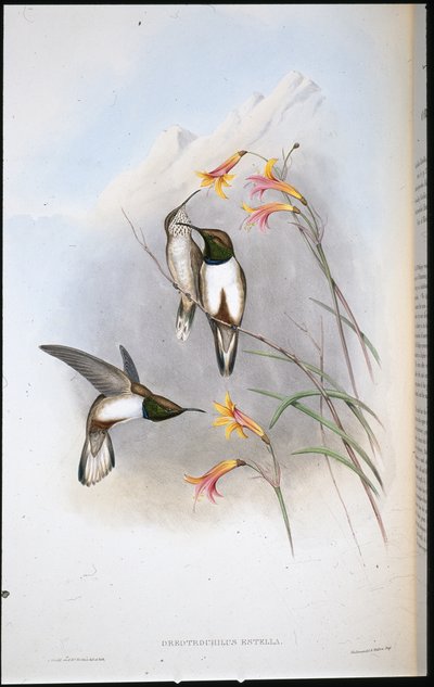 埃斯特拉的山星蜂鸟 (Oreotrochilus Estella)（手绘石版画） 作者 约翰（继）古尔德