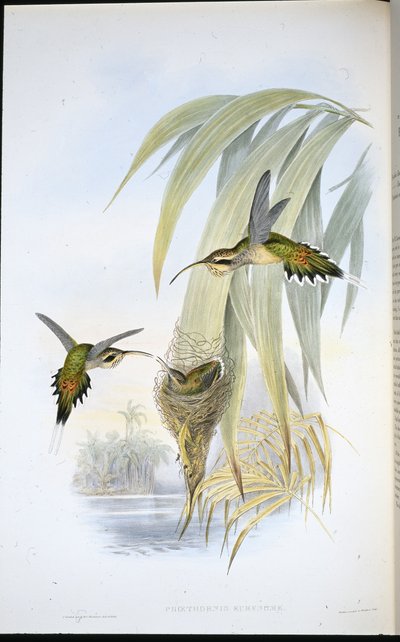 Eurynome 隐士（Phaethornis Eurynome）（手绘平版）。 作者 约翰（继）古尔德