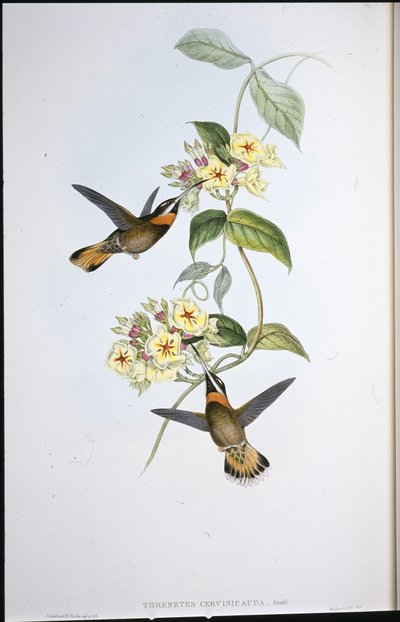 小鹿尾巴喉蜂鸟(Threnetes Cervinicauda)(手绘石版) 作者 约翰（继）古尔德