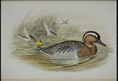Garganey (Querquedula Circa)（手绘石版画） 作者 约翰（继）古尔德