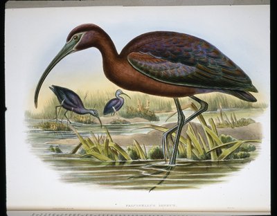 有光泽的山羊 (Falcinellus Igneus) （彩色雕刻） 作者 约翰（继）古尔德