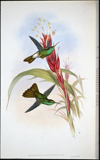 金翅雀（Hypuroptila Urochrysia）（手绘版）。 作者 约翰（继）古尔德