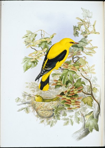 金莺（Oriolus Galbula）（手绘平版）。 作者 约翰（继）古尔德