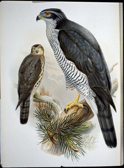 苍鹰（Astur Palumbarius）（手绘石板画 作者 约翰（继）古尔德