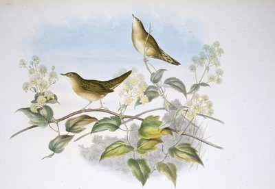 蚱蜢 (Locustella Auicula)（手绘石版画） 作者 约翰（继）古尔德