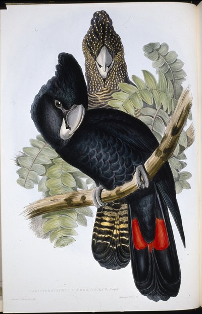 大嘴黑鹦鹉（Calyptorhynchus Macrorhynchus）（手绘版）。 作者 约翰（继）古尔德