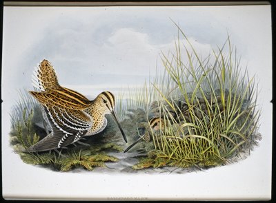 大鹬(Gallinaco Major)(手绘平版) 作者 约翰（继）古尔德