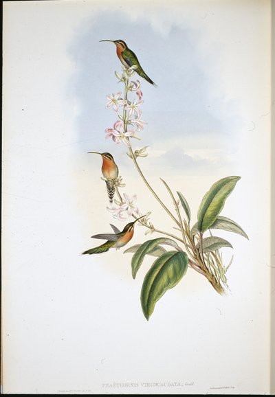 绿尾隐士（Phaethornis Viridicaudata）（手绘石版画） 作者 约翰（继）古尔德
