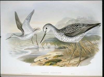 Greenshank (Glottis Canescens)（手绘石版画） 作者 约翰（继）古尔德