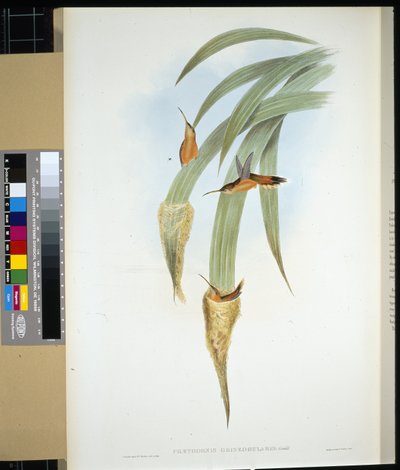 灰喉隐士（phaethornis griseogularis）（手绘石膏画 作者 约翰（继）古尔德