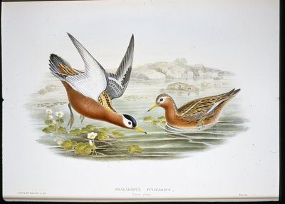 灰斑鸠（Phalaropus Fulicarius）（手绘平版）。 作者 约翰（继）古尔德