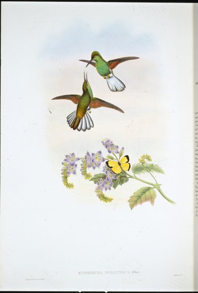 灰色条纹 (Eupherusa Poliocerca)（手绘石版画） 作者 约翰（继）古尔德