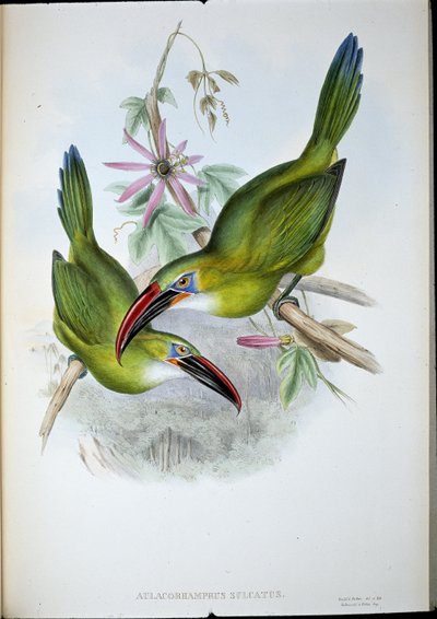 Groove-Bill Toucan (Aulacorhamphus Sulcatus)（手绘石版画） 作者 约翰（继）古尔德