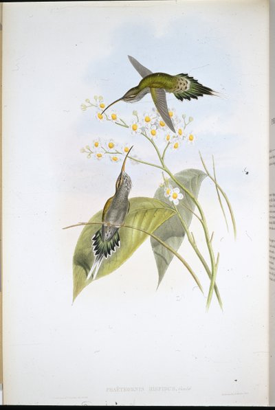 毛隐士（Phaethornis Hispidus）（手绘石板画 作者 约翰（继）古尔德