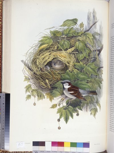 麻雀 (Passerdomesticus)（手绘石版画） 作者 约翰（继）古尔德