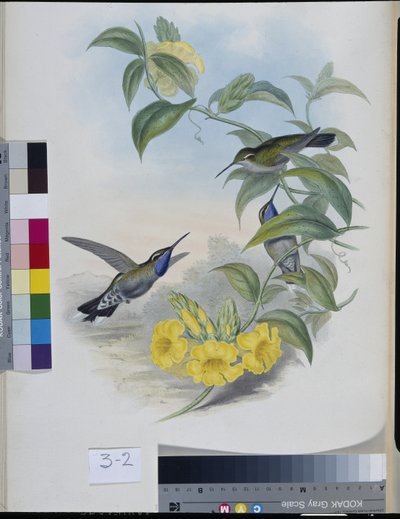 蜂鸟（Delattria Clemenciae）（手绘石版画 作者 约翰（继）古尔德