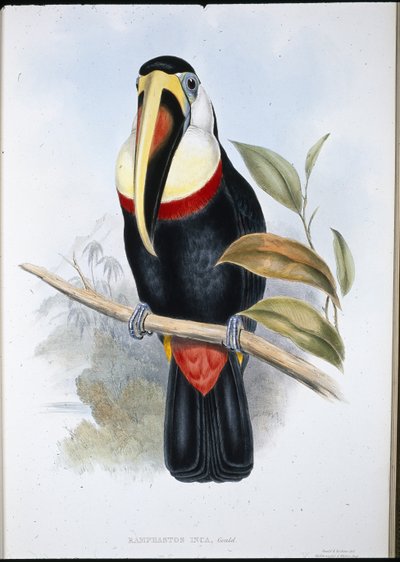 印加巨嘴鸟 (Ramphastos inica)（手绘石版画） 作者 约翰（继）古尔德