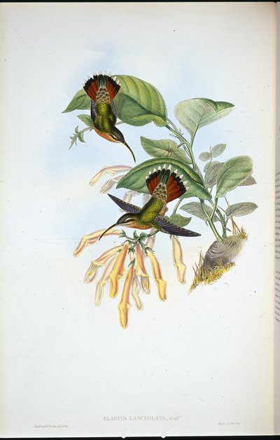披针形隐士（Glaucis Lanceolata）（手绘石版）。 作者 约翰（继）古尔德