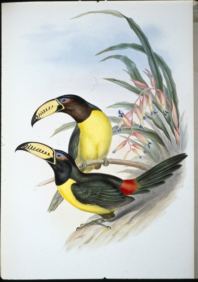 Lettered Aracari (pteroglossus inscriptus)（手绘石版画） 作者 约翰（继）古尔德