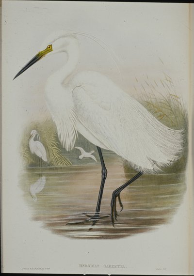 小白鹭（Egretta Garzetta）（手绘石版画） 作者 约翰（继）古尔德