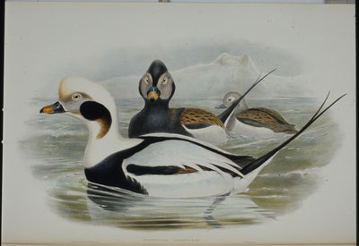 长尾鸭(Harelda Glacialis)(手绘平版) 作者 约翰（继）古尔德