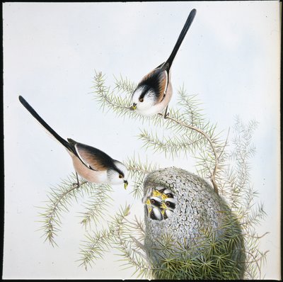 长尾山雀(Mecistura Caudata)(手绘平版) 作者 约翰（继）古尔德