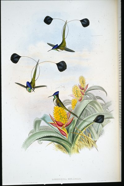 奇妙的蜂鸟 (Loddigesia Mirabilis)（手绘石版画） 作者 约翰（继）古尔德
