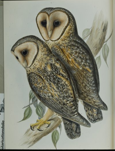 假面仓鸮（Strix Personata）（手绘平版）。 作者 约翰（继）古尔德