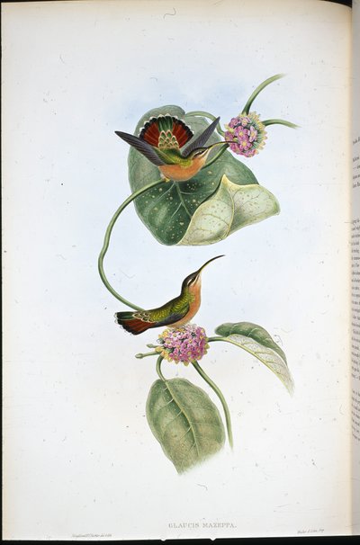 Mazeppa Hermit (Glaucis Mazeppa)（手绘石版画） 作者 约翰（继）古尔德