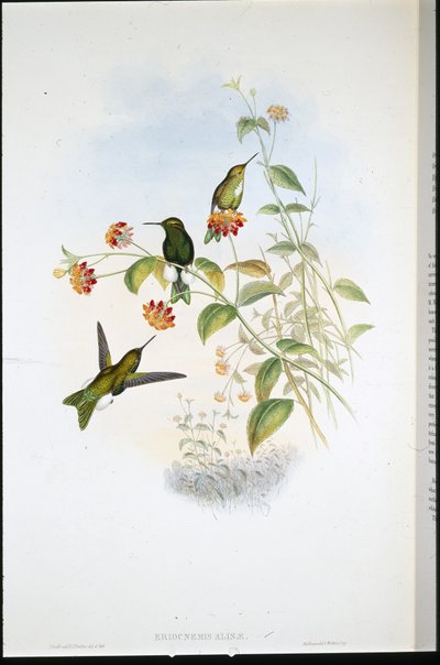 金属泡芙腿（Eriocnemis Alinae）（手绘石版画 作者 约翰（继）古尔德