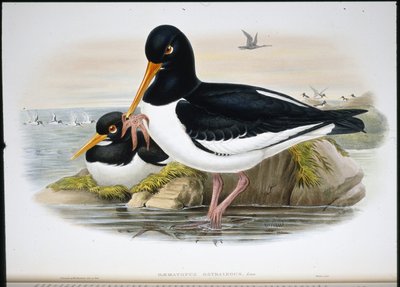 牡蛎捕手（Heamatopus Ostralegus）（手绘石版画） 作者 约翰（继）古尔德