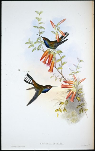 凤尾蜂鸟（Urochroa Bougieri）（手绘石印 作者 约翰（继）古尔德