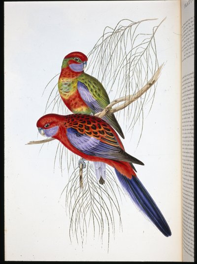 普拉蒂克（手绘）（Platycerus pennantii）（手绘石版）。 作者 约翰（继）古尔德