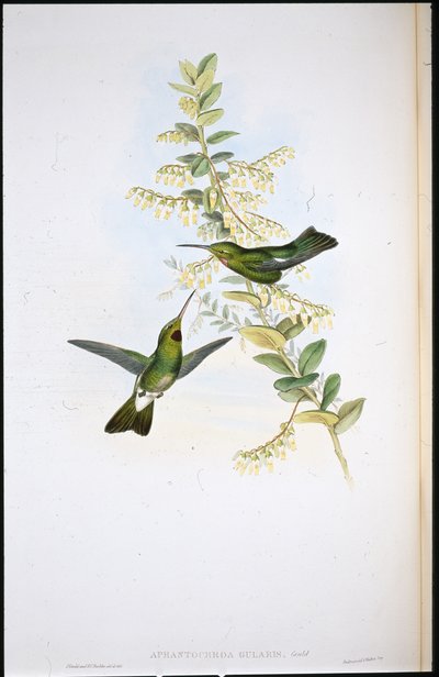 Puce-throated 蜂鸟 (Aphantochroa Gularis)（手绘石版画） 作者 约翰（继）古尔德